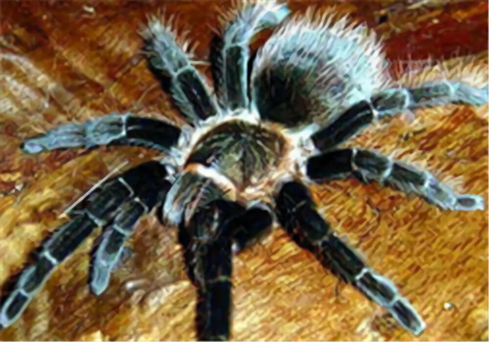 哥斯达黎加红尾身份信息