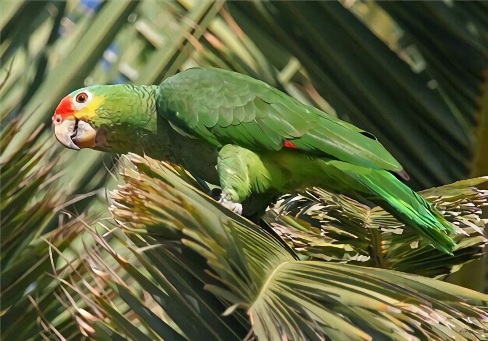 红额鹦鹉身份信息
