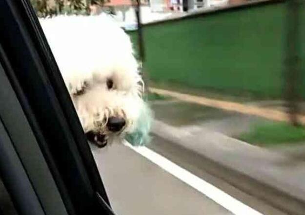 主人搬家带走比熊犬, 将土狗遗弃