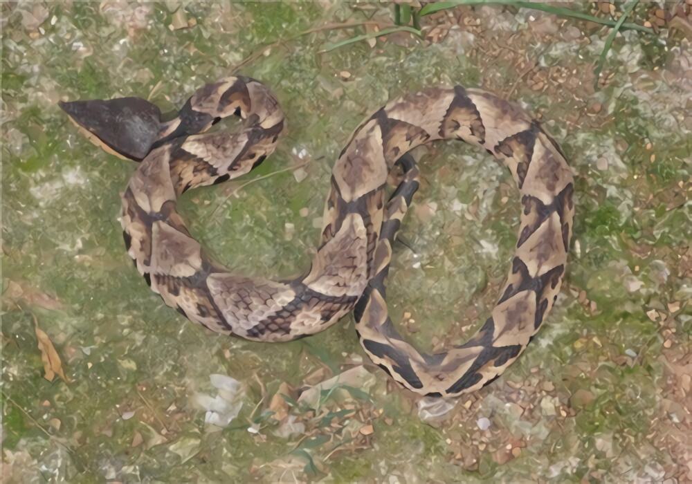 尖吻蝮身份信息