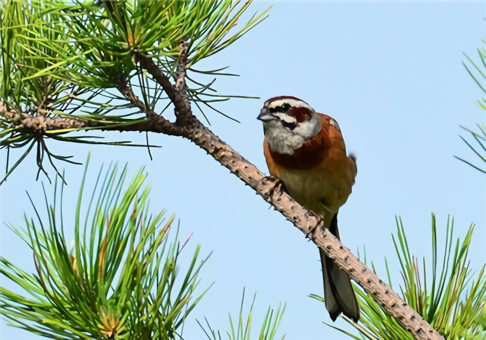 三道眉草鸟身份信息