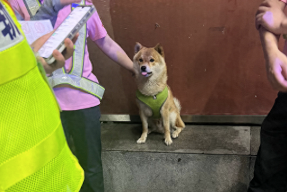 走丢柴犬误闯进地铁站,工作人员找到后抱它离开,像明星