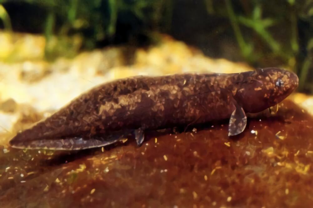 澳洲肺鱼身份信息