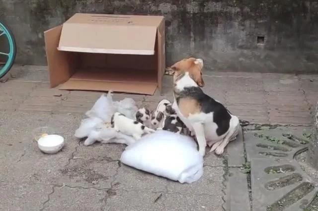 7只纯种比格犬,“连妈带儿”被遗弃街头,原主人是散财童子?