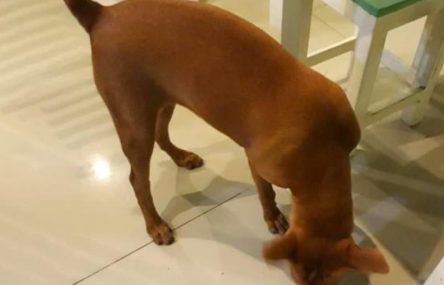 混迹在餐馆中的流浪狗,吃得比家犬还胖,只因遇到一个好老板