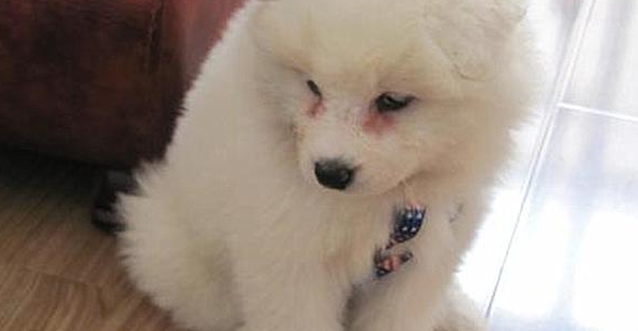 火锅串串比不上品种狗?可客观事实并不是这样,前面一种不但身体素质更强,长相也变化多端