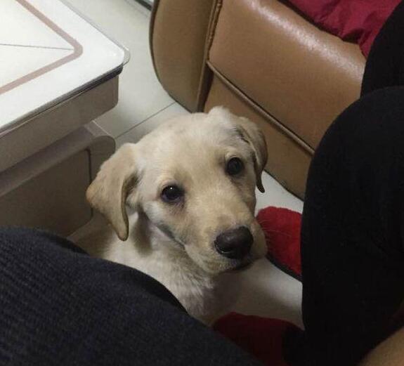 养狗跟养孩子一样，跟老一辈教育观念真的差别很大！