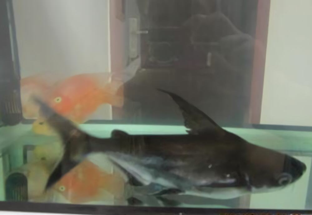 成吉思汗鱼身份信息