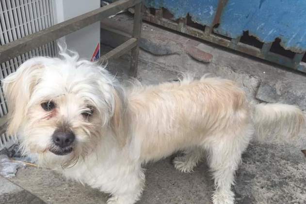 流浪狗跑进酒店餐厅蹭暖气片被工作员赶出来，见到宠物狗后它一脸羡慕嫉妒