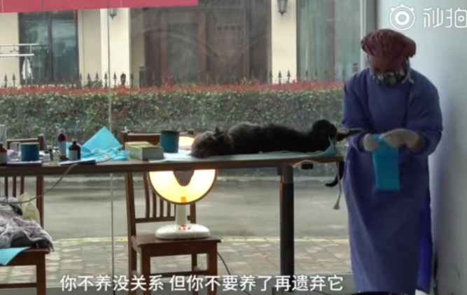 居民联手物业号召给流浪猫狗做绝育手术 不要再伤害无辜的小动物了