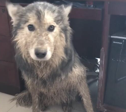 狗狗去外边滚水坑,跑回家了被主人骂,脏得像刚滚屎坑!