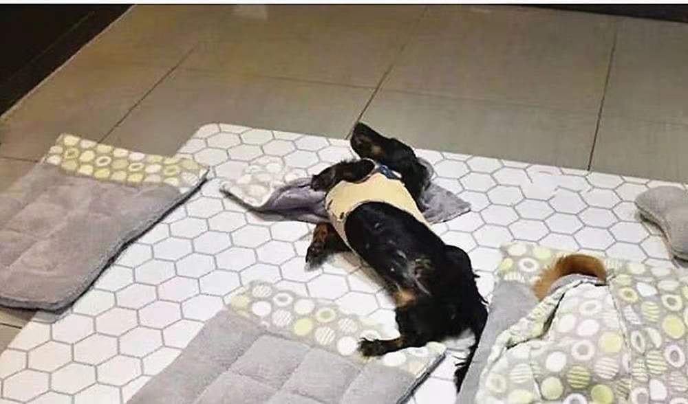 狗狗上学被要求午睡，睡觉场景像幼儿园小朋友一样可爱