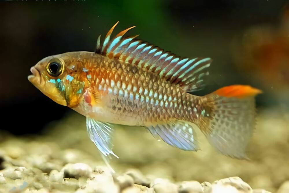 斑点短鲷身份信息