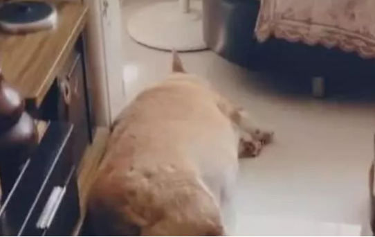 柯基犬肥成小猪仔,走路要人扶,一转脸时令人笑喷