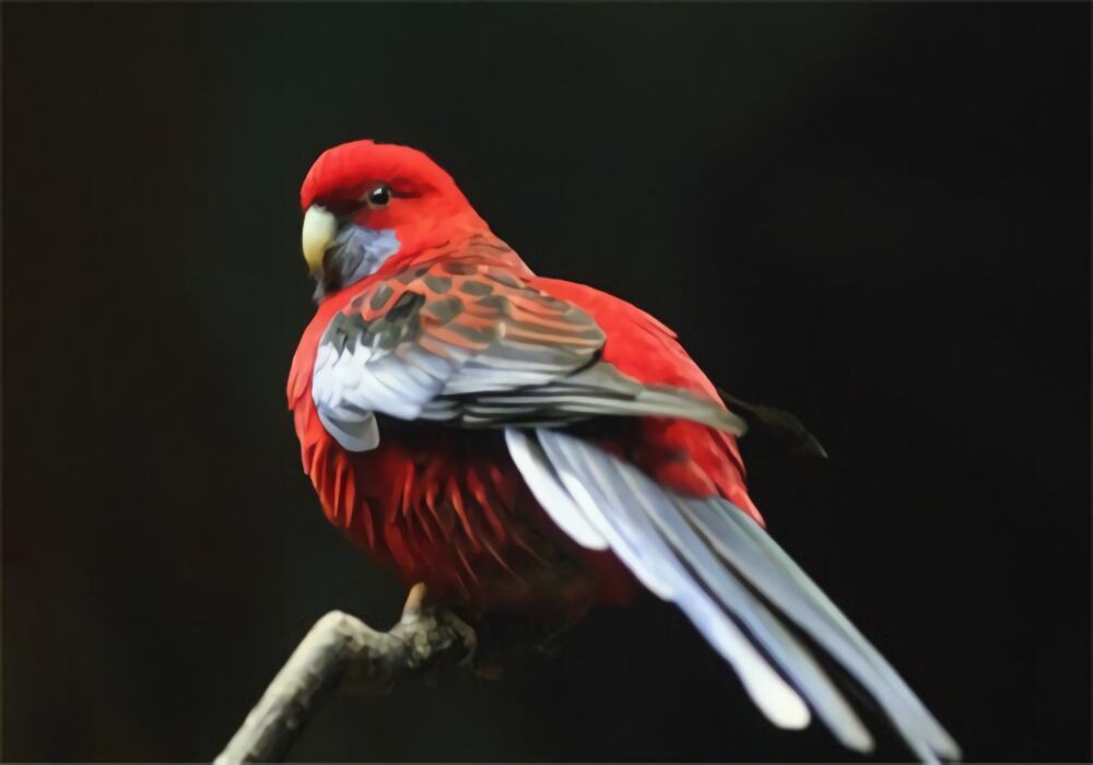 深红玫瑰鹦鹉身份信息