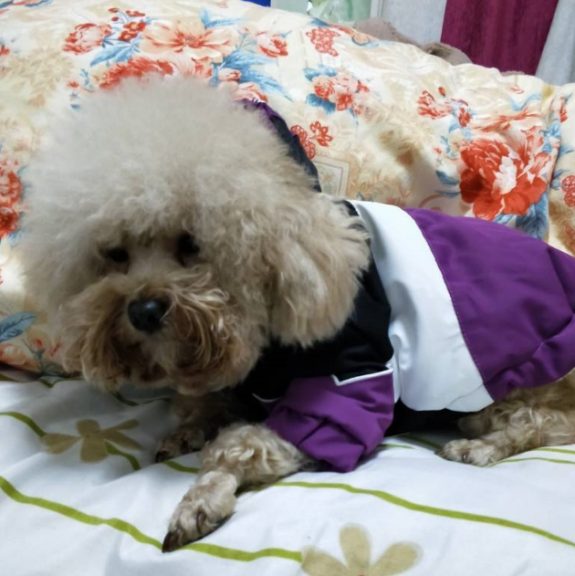 可爱的泰迪犬深受主人的眷顾,当说起它的经历时,人们都心酸了