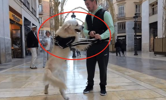 网民带金毛出去逛街购物，結果中了狗子的“计”，主人：真的很难