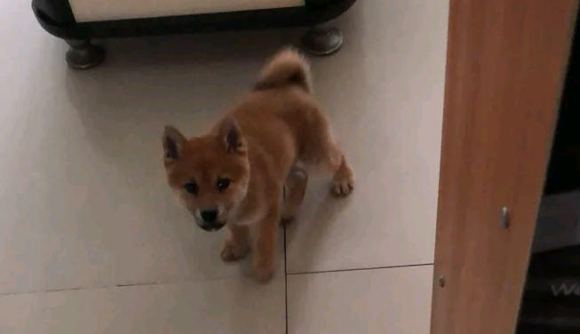 柴犬感觉地面上太冰,它跑来和主人玩,原来是以便上布艺沙发