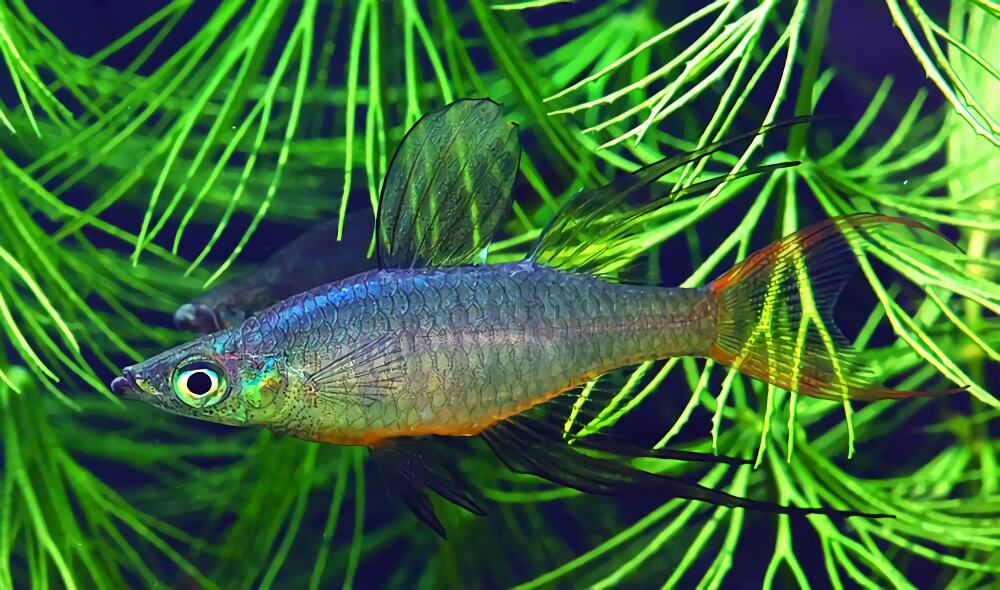 燕子美人身份信息