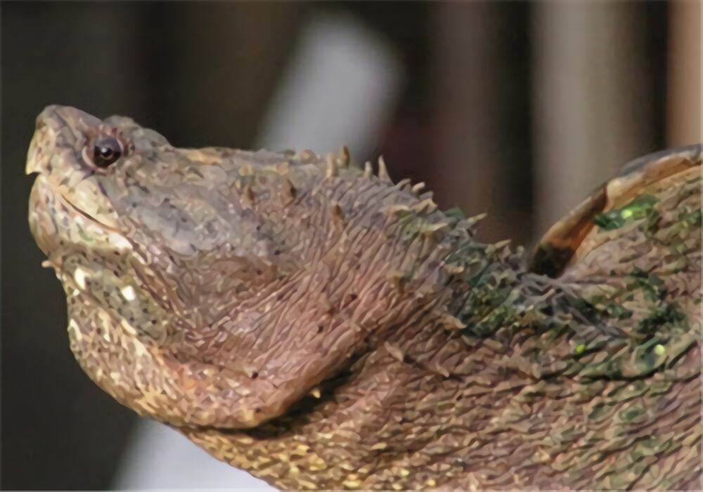 佛州拟鳄龟身份信息