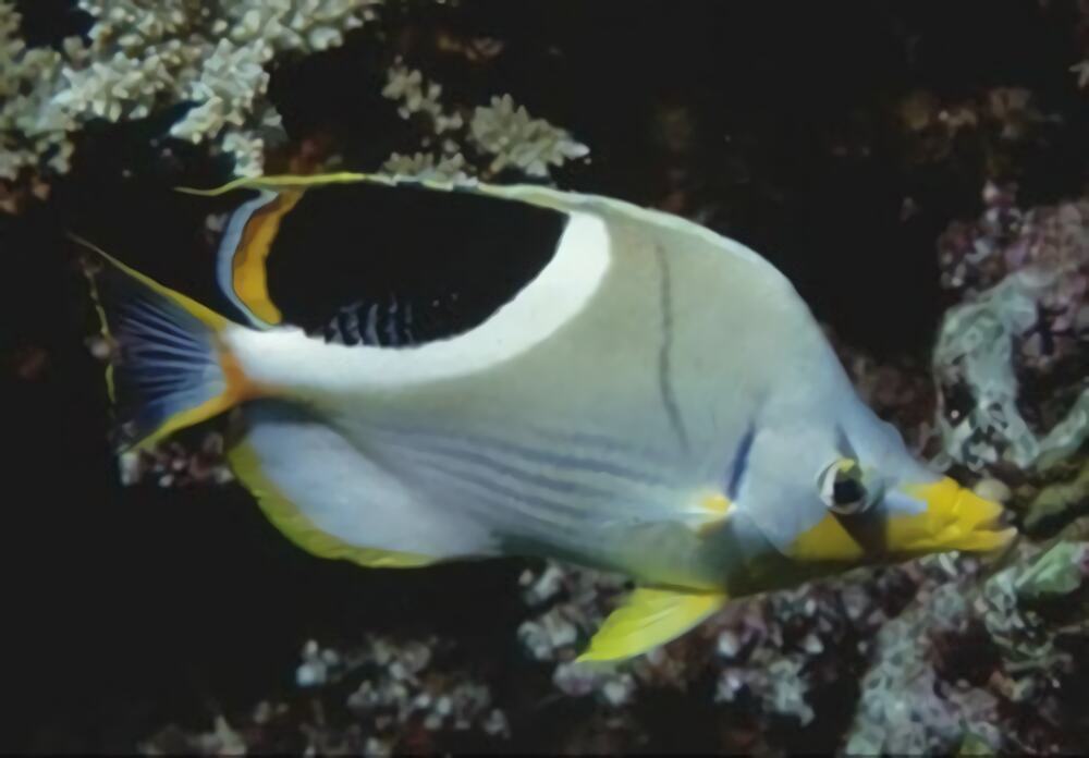 鞭蝴蝶鱼身份信息