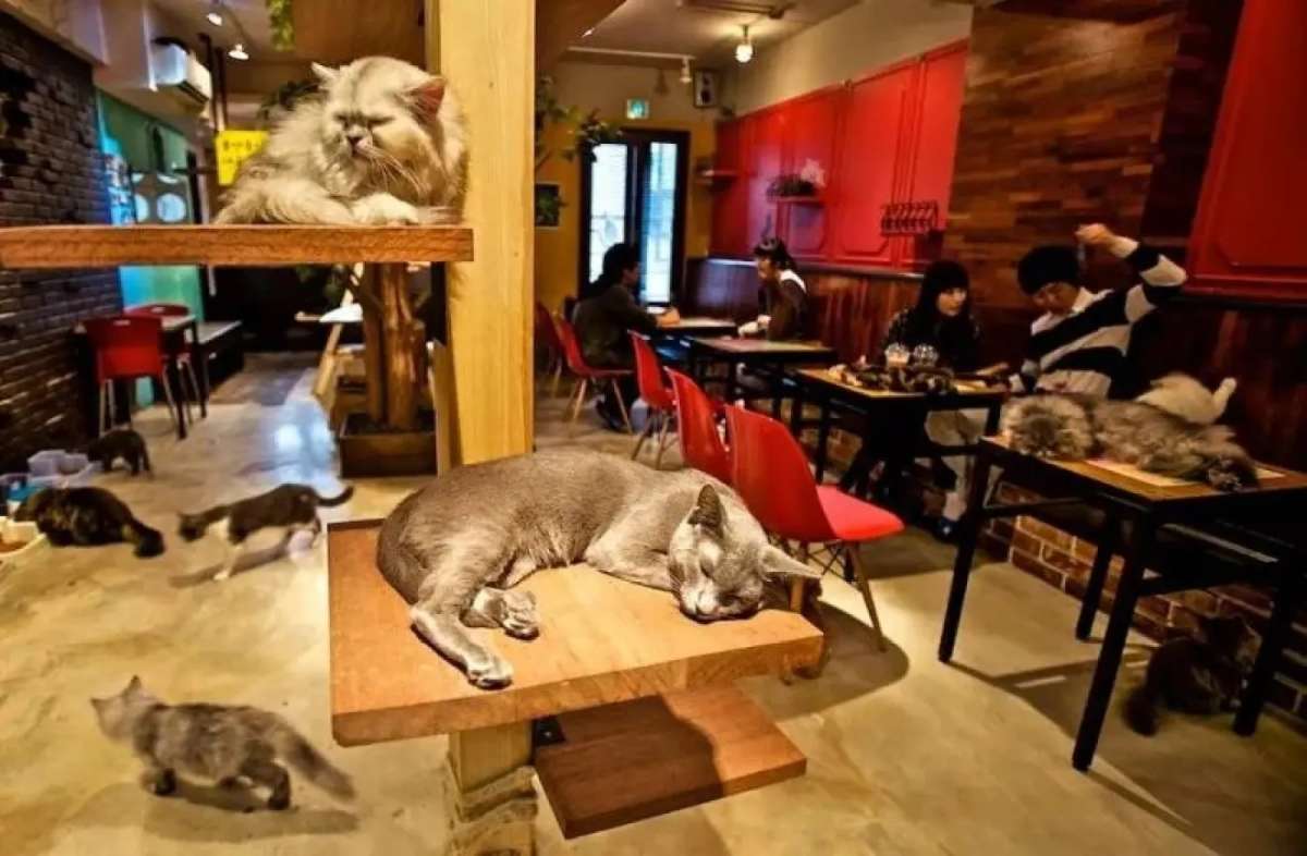天津市市场监部门回应:“猫咖店为啥不能出现狗狗”
