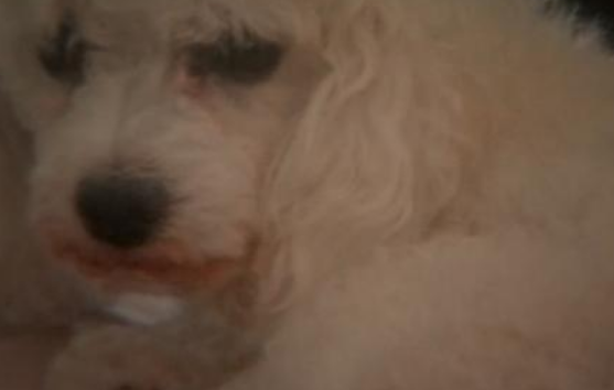 小贵宾为护主和比特犬搏斗 差点被活活咬死