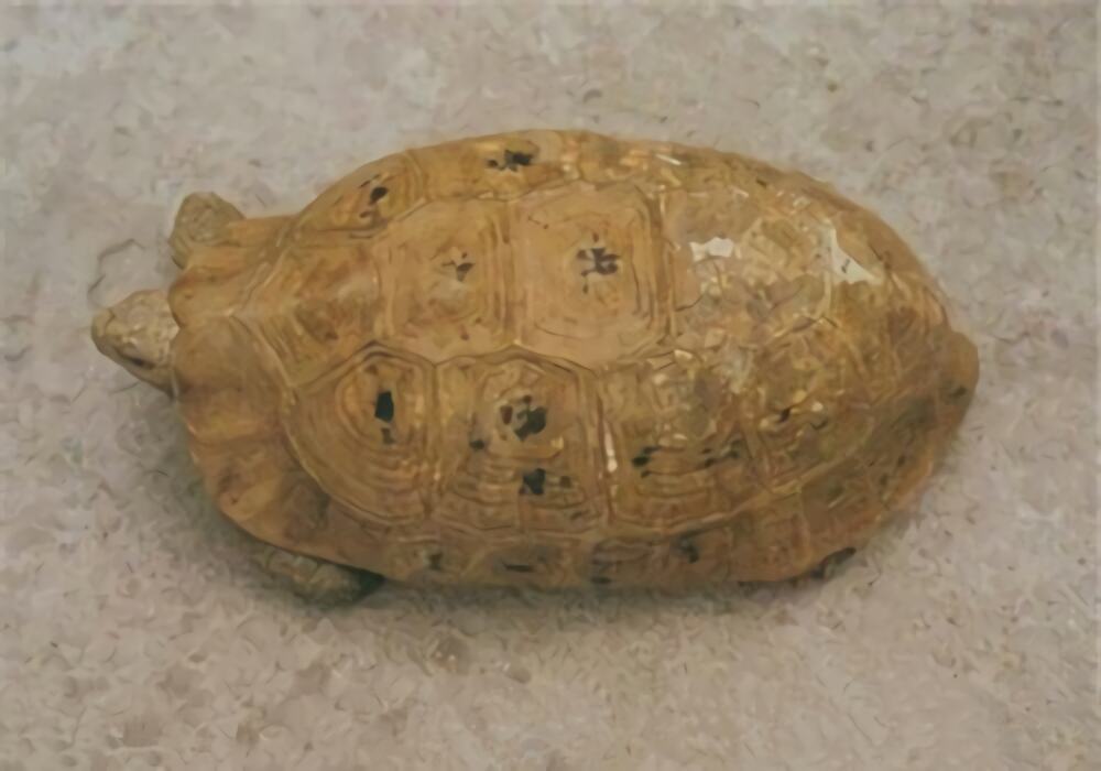 印度陆龟身份信息