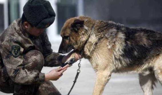 中华土狗为啥不能做军犬,听完兵哥哥的解释,网友:确实不敢用!