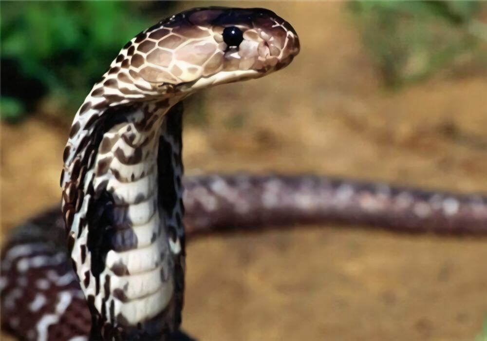 森林眼镜蛇身份信息