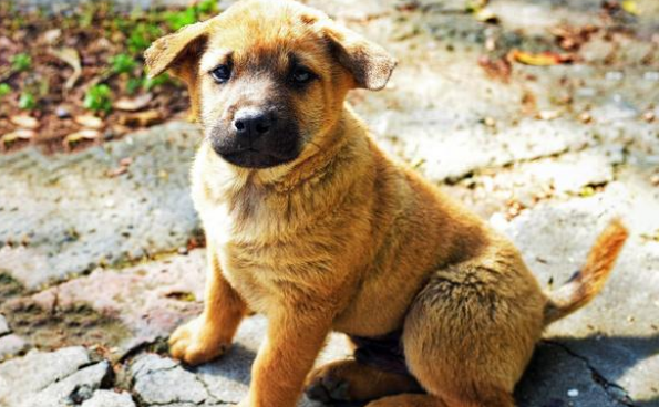 农村大爷收养的田园犬,从不吃狗粮,竟胖成一只猪