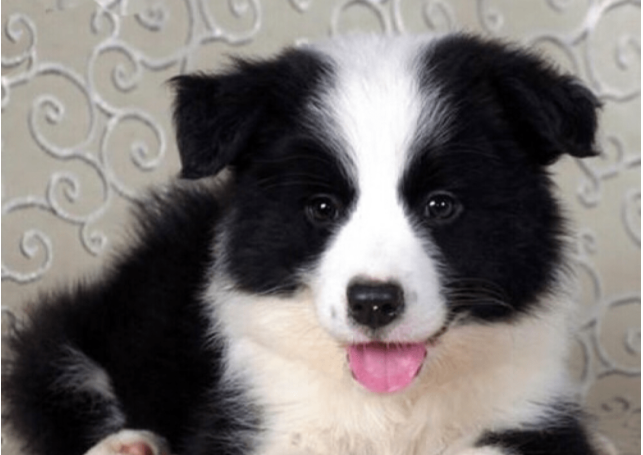 边牧犬全身被砍数十刀,伤口触目惊心,太残忍了!