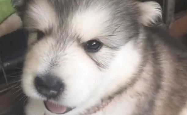 主人一吹哨子,阿拉斯加犬幼狗就会学狼叫