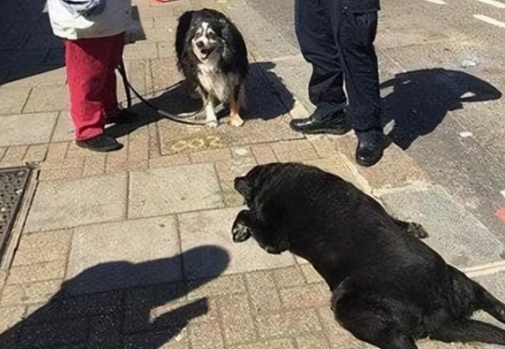 狗狗热天被带出门,半路上中暑了主人还不知道,一个举动酿成大错