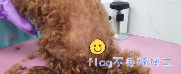 女子捡到一只流浪犬,剃毛时,被狗狗身上的跳蚤吓哭