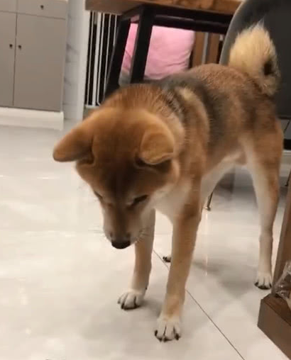 柴犬想帮助擦地板,結果却越擦越脏,你确实并不是来有意捣蛋的吗