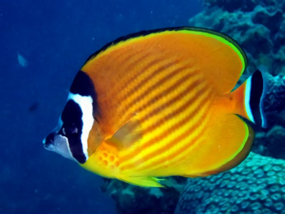 黑尾蝶身份信息