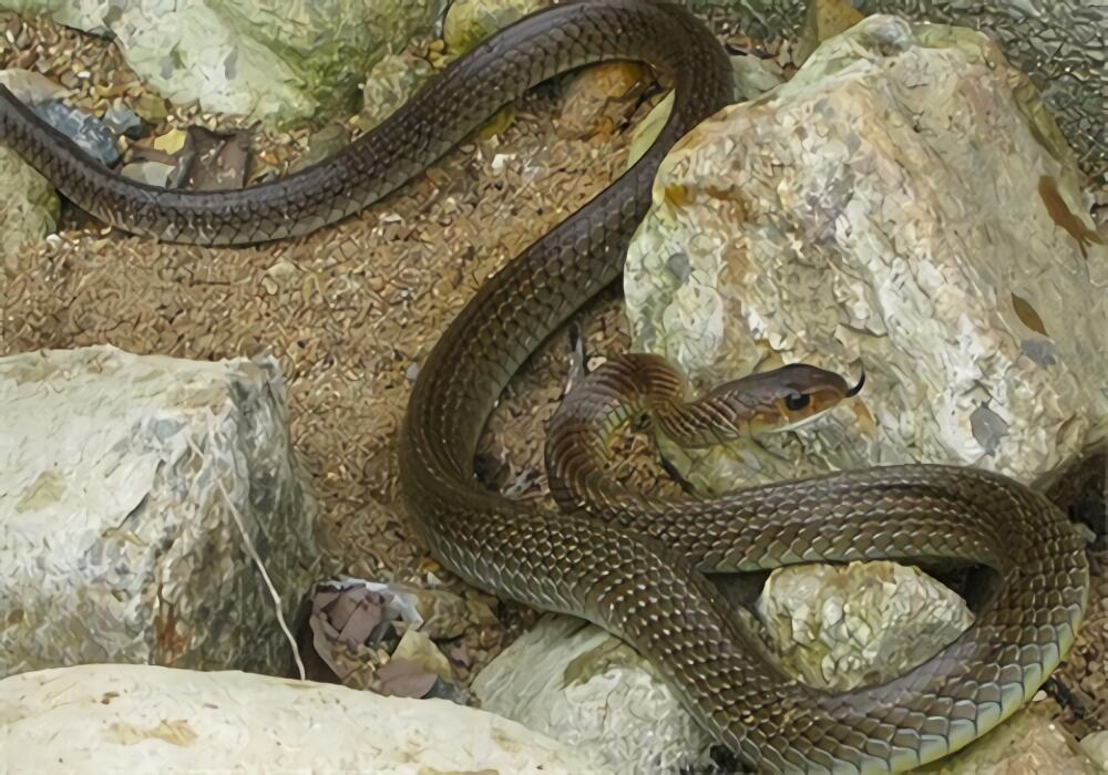 灰鼠蛇身份信息