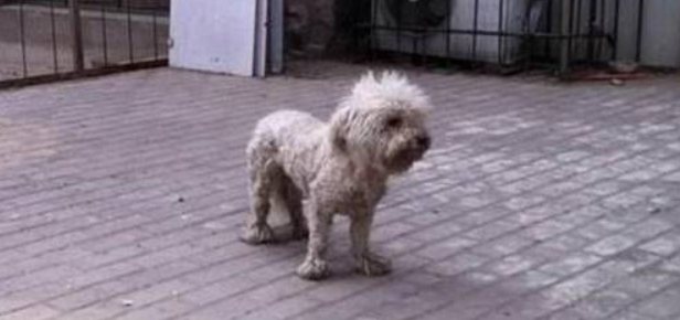 因主人怀孕狗狗被抛弃，偶遇3泰迪满眼羡慕，最后只能默默走开！