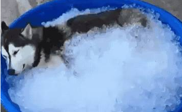 下雪天雪橇犬在雪地玩疯了,有些狗子却烤火到把毛都被烤焦了……