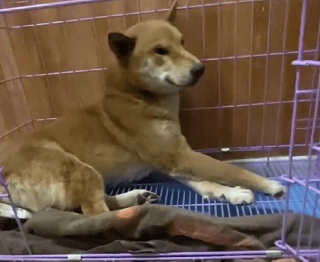 因犬瘟后遗症,能跑能跳,品相不错的小柴犬就此被抛弃,小哥:愿你幸福