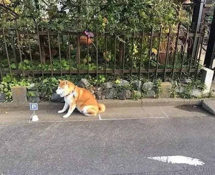 柴犬喜爱在大门口日晒，主人担忧它的安全性，专业帮它画了停车场