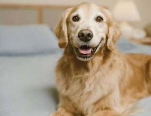 金毛犬在床上撒尿,主人拿起拖鞋就想教育!