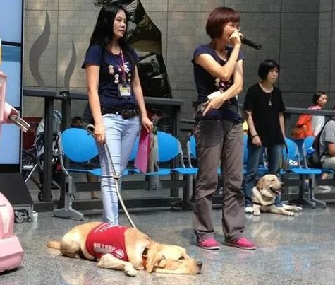 香港一导盲犬在商场内晕倒去世,引发社会对视障者和导盲犬的关注和反思