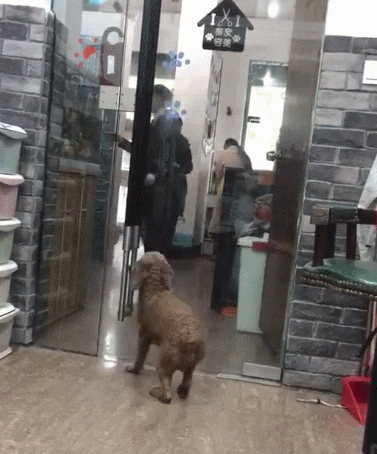 主人来宠物用品店接狗狗,激动得又蹦又跳:铲屎官的,我在这!