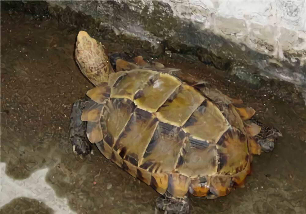 凹甲陆龟身份信息