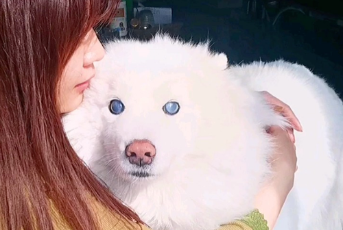 小狗失明后,我为它养了只导盲犬