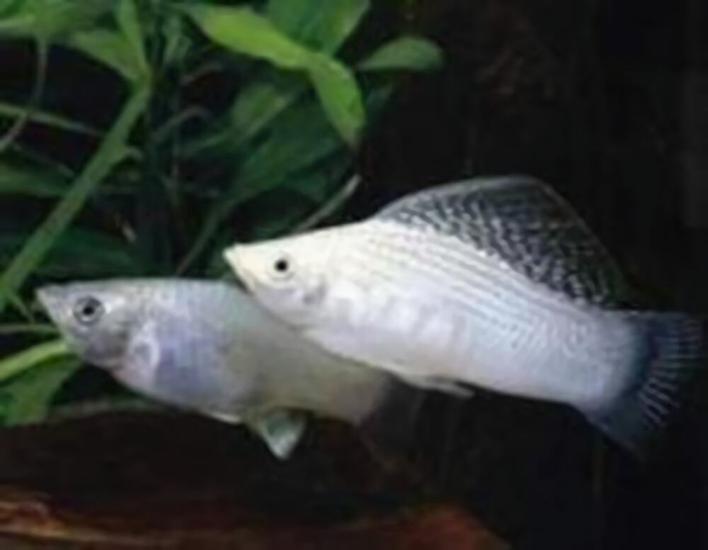 摩利鱼身份信息