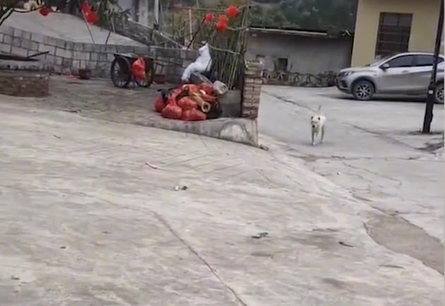 贵州女子给狗打电话,无论多远听见铃声立马回家:比老公靠谱多了