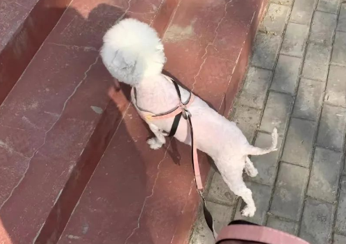 走失5个月的比熊犬,大夏天还穿着厚棉袄